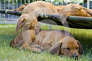 Adorable little puppy funny sleeping position