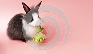 Adorable little rabbit bunny black and whites sitting down eating green fresh lettuce leaves on isolated pink background. Animal