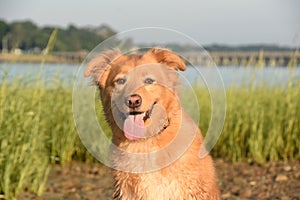 Adorable Little Red Duck Dog Sitting on a Beach