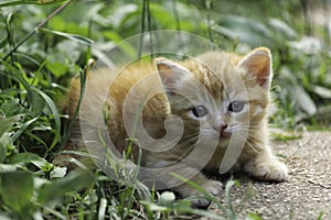 An adorable little red kitten playing outdoor. Portrait of red kitten in garden