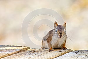 Adorable little red squirrel poses on wooden planks