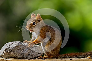 Adorable little red squirrel smiles and puts hands on rock