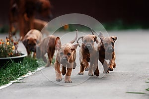 Adorable little Rhodesian Ridgeback puppies