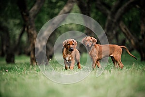 Adorable little Rhodesian Ridgeback puppies playing together in garden
