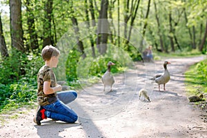 Adorable little school kid boy feeding wild geese family in a forest park. Happy child having fun with observing birds
