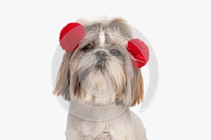 adorable little shih tzu dog wearing red tassels and sitting