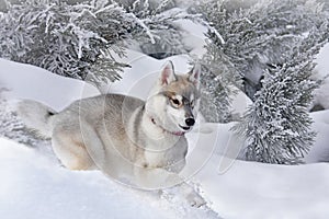 Adorable little Siberian Husky puppy jumps merrily through the snowdrifts on the background of the winter forest