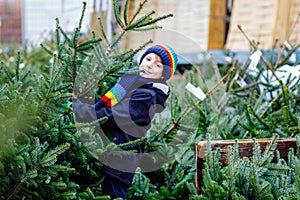 Adorable little smiling kid boy holding Christmas tree on market. Happy healthy child in winter fashion clothes choosing