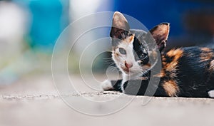 Adorable little tabby kitten looking at camera