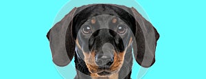 adorable little teckel dachshund looking forward on blue background