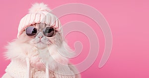 Adorable little white fluffy pussy cat in a winter ski hat, cute Christmas background, banner with copy text