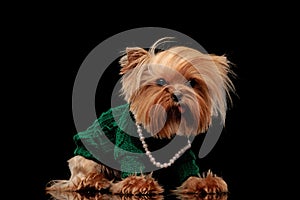 adorable little yorkie dog with green sweather and necklace sticking out tongue