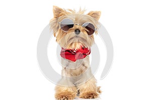 Adorable little yorkshire terrier dog wearing cool sunglasses