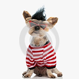 adorable little yorkshire terrier dog with wig, sunglasses and sweather