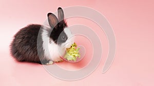 Adorable little young black and white rabbits getting up to eating green fresh lettuce leaves on isolated pink background. Animal