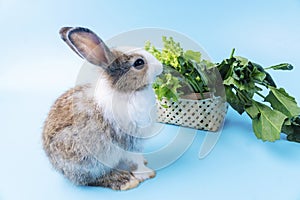 Adorable little brow and white rabbits with green fresh lettuce leaves in basket while sitting on isolated blue background.