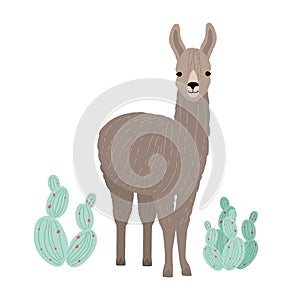 Adorable llama or cria isolated on white background. Portrait of wild South American animal standing beside cactuses photo