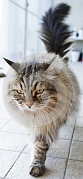 adorable long haired cat in the garden, brown tabby siberian breed male