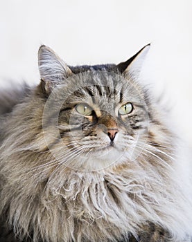 adorable long haired cat in the garden, brown tabby siberian breed male