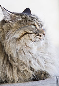 adorable long haired cat in the garden, brown tabby siberian breed male