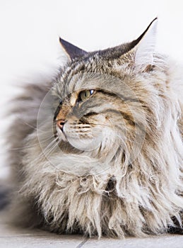 adorable long haired cat in the garden, brown tabby siberian breed male