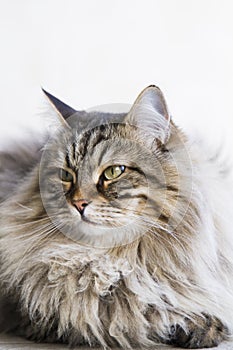 adorable long haired cat in the garden, brown tabby siberian breed male