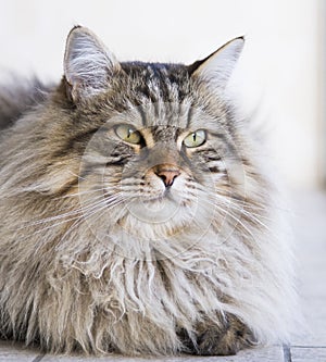 adorable long haired cat in the garden, brown tabby siberian breed male