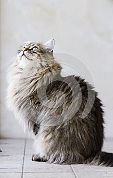 adorable long haired cat in the garden, brown tabby siberian breed male