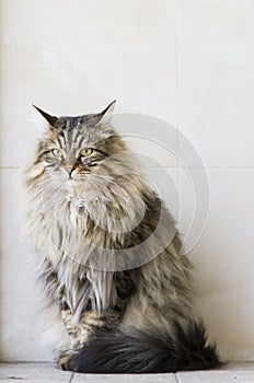 adorable long haired cat in the garden, brown tabby siberian breed male