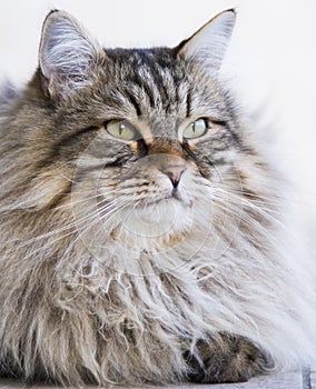 adorable long haired cat in the garden, brown tabby siberian breed male