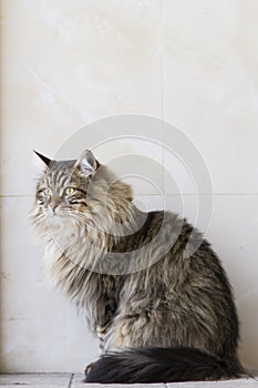 adorable long haired cat in the garden, brown tabby siberian breed male