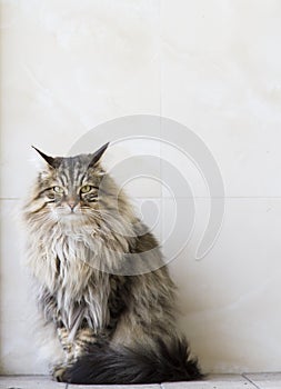 adorable long haired cat in the garden, brown tabby siberian breed male