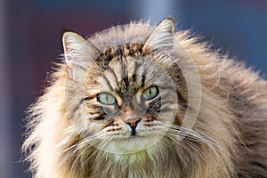 Adorable long haired cat in a garden, siberian purebred pet