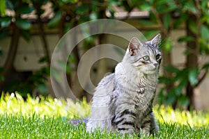 Adorable long haired cat in a garden, siberian purebred silver version
