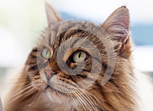 Adorable long haired cat of livestock in relax, siberian breed