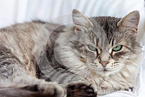 Adorable long haired cat of livestock in relax, siberian breed