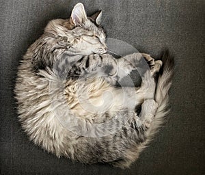 Adorable long haired cat of siberian breed sleeps indoor on a sofa