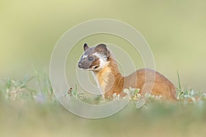 Adorable Long tailed weasel (Neogale frenata) in a natural area