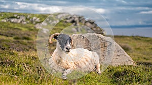 Adorable Lonk lying in the lush grass near the shore in Ireland