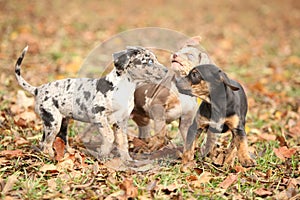 Adorable Louisiana Catahoula puppies playing