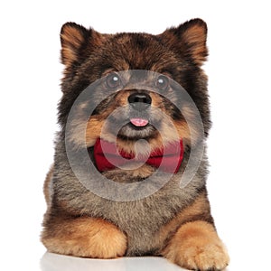 Adorable lying pom with tongue exposed and red bowtie