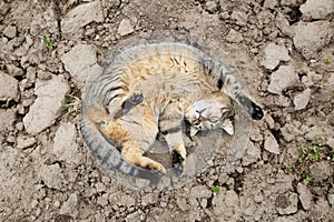 Adorable mackerel (tiger striped) tabby cat rolling happily in the dirt outside, making funny poses, showing belly and