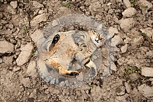 Adorable mackerel (tiger striped) tabby male cat rolling happily in the dirt outside, making funny poses