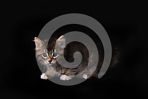 Maincoon Kitten With Big Eyes