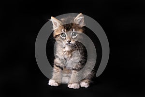 Maincoon Kitten With Big Eyes