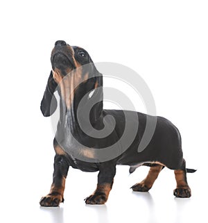 Adorable male dachshund puppy