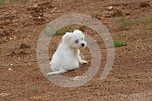Adorable male Maltese puppy on a silt soil ground