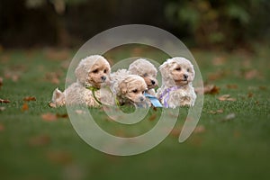 Maltipoo dog. Adorable Maltese and Poodle mix Puppy