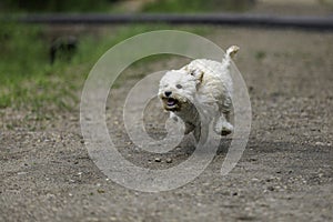 Adorable Maltipoo Puppy