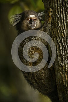 The adorable Marmoset Monkey of Brazil